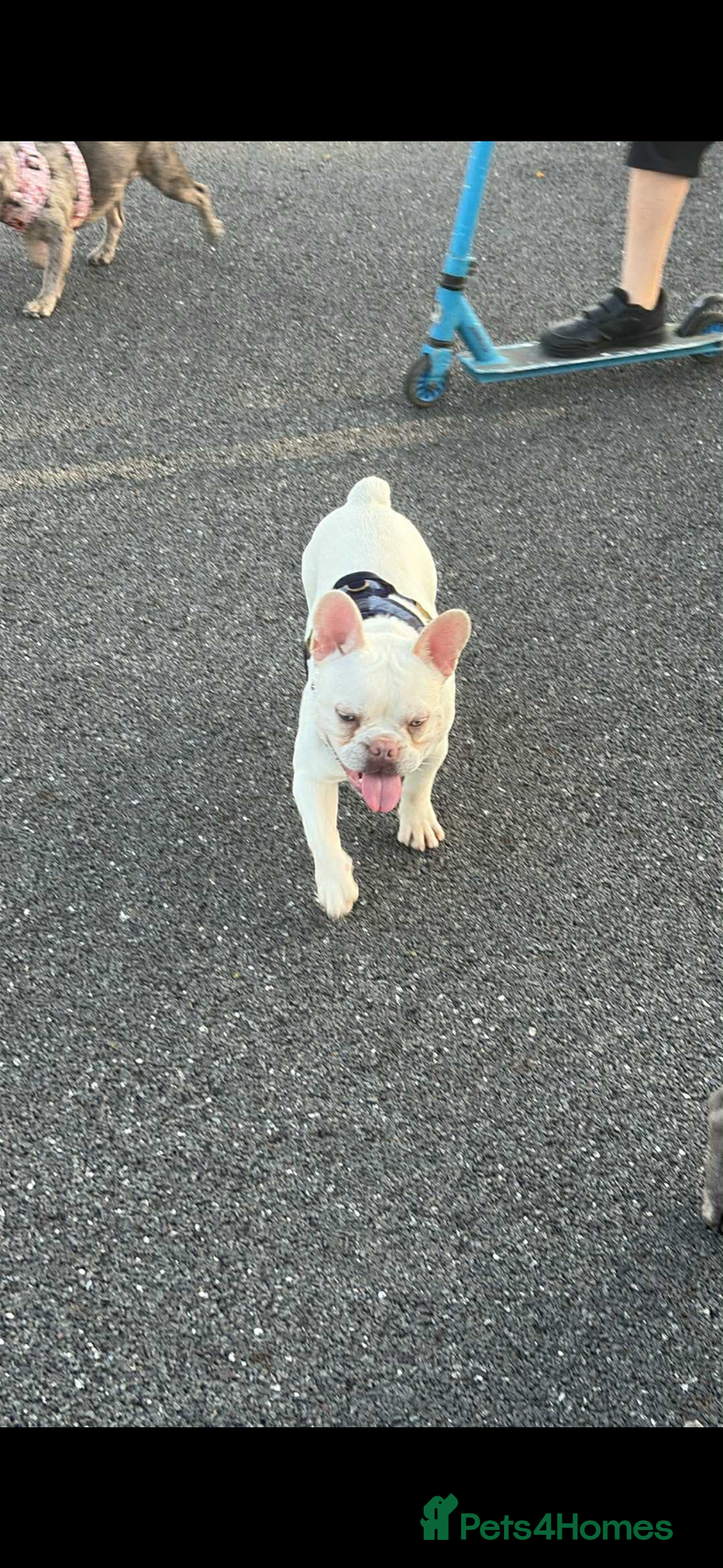 French Bulldog dogs for sale: French bulldog for sale male  - Advert 3