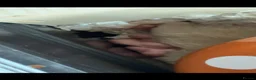 Hamster rodents for sale: Baby hamsters Syrian  in Evesham - Advert 1