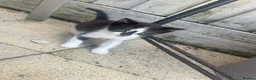 Mixed Breed cats for sale:    🐾 Beautiful Black & White Kittens 🐾 - Advert 10