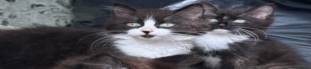 British Longhair Kitten 3