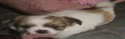 Chihuahua dogs for sale: Adorable Chihuahua Puppies  in Chelmsford - Advert 9
