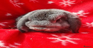 Mini Lop rabbits - Advert 7