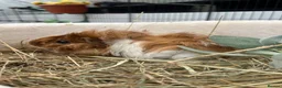 Guinea Pig rodents for sale: Guinea Pigs - Advert 8