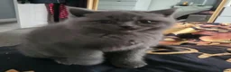 British Shorthair cats for sale: British short hair - Advert 6