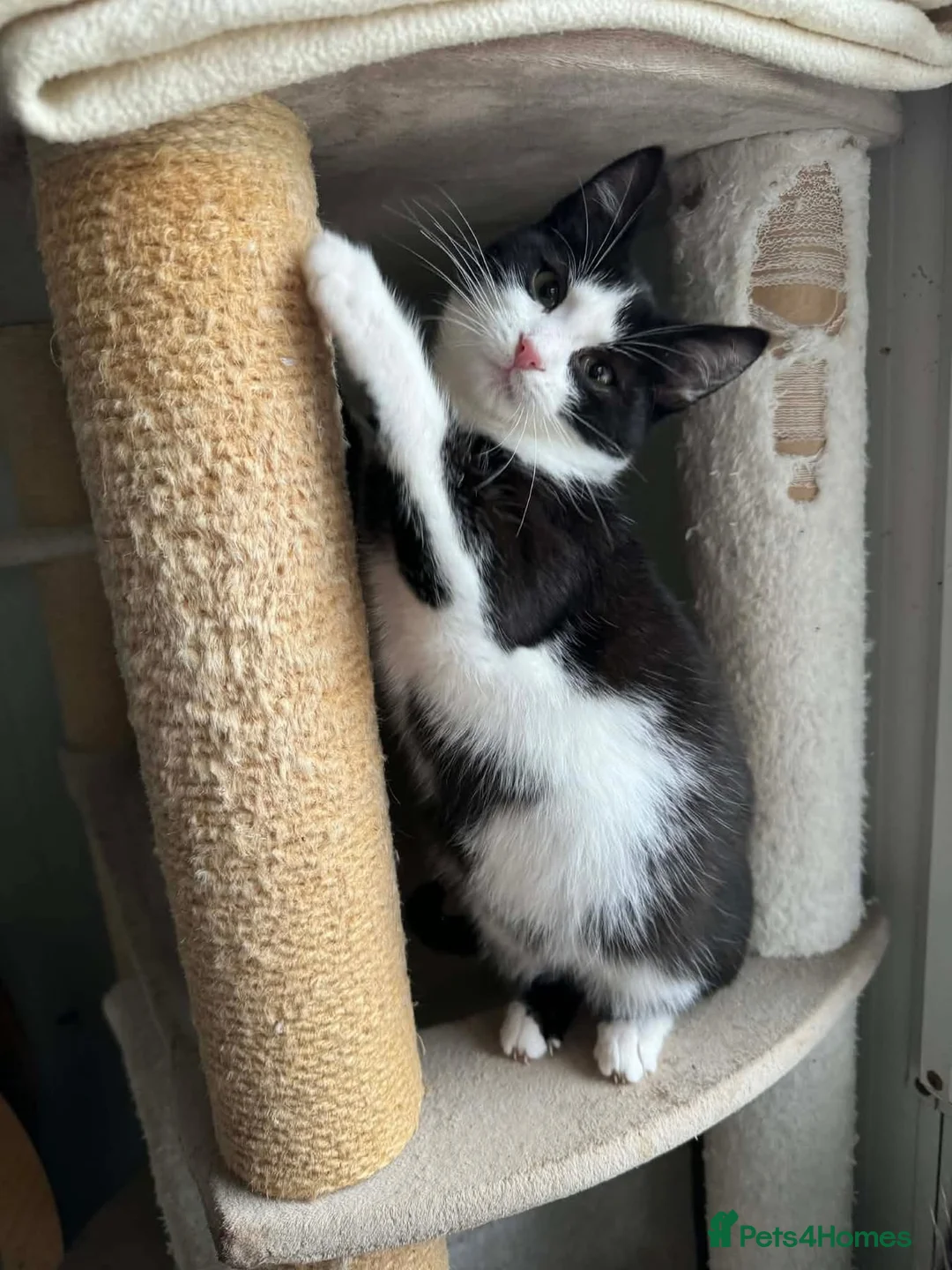 Mixed Breed cats for adoption: Bernie - Guildford surrey  - Advert 2