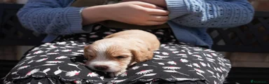 SOLD Cocker Spaniel Puppy 3 golden Girl orange collar SOLD