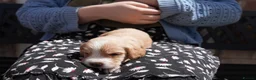 Cocker Spaniel dogs for sale:  Black male working cocker kc reg health tested - Advert 7