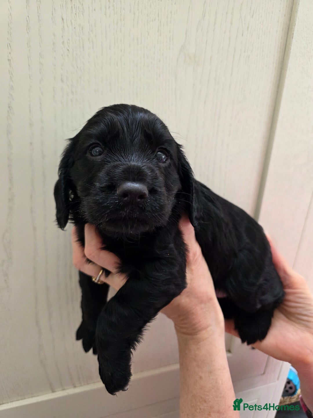 Cocker Spaniel dogs for sale: LAST BOY REMAINING REDUCED kc reg! Cocker spaniel - Image 19
