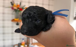Australian Labradoodle dogs for sale: Home raised, DNA tested, Australian Labradoodles - Image 36