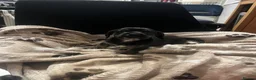 Mixed Breed dogs for sale: 8 Puppies for sale!  - Advert 29