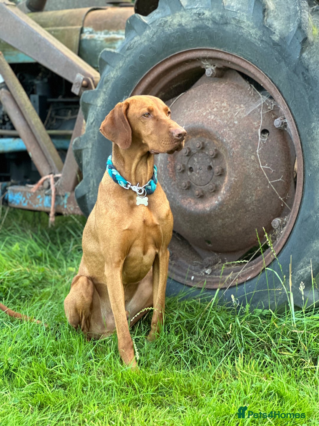 Hungarian Vizsla dogs for stud: Proven KC Registered Hungarian Vizsla in Reading - Advert 23