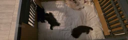 Mixed Breed dogs for sale: 5 adorable female chowskis  - Advert 11