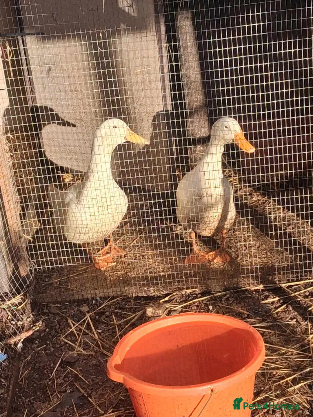 Ducks poultry for sale: Cherry valley  in Bristol - Advert 1