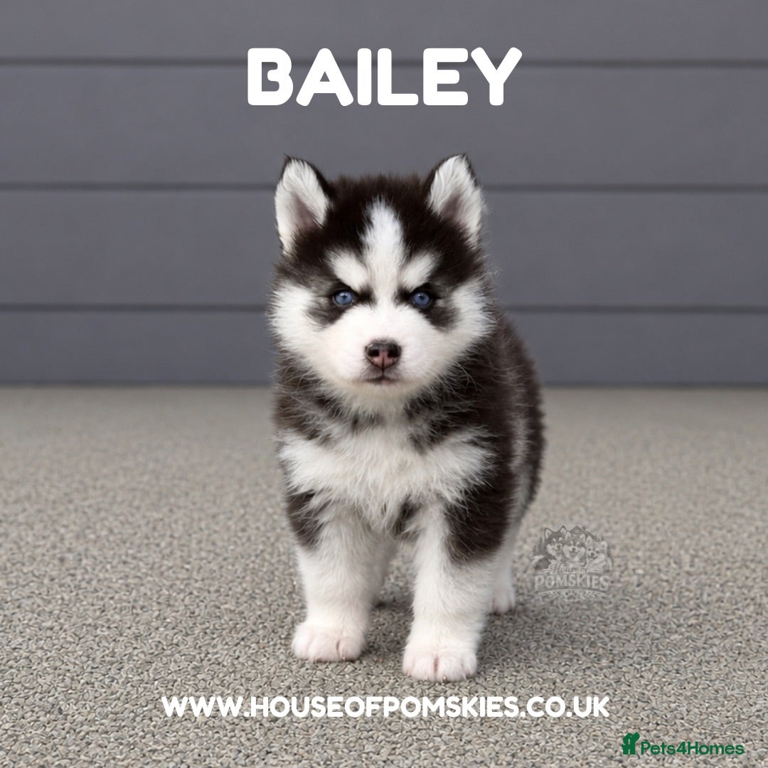 Pomsky dogs F3 Pomsky Puppies - all blue eyed  - Advert 1