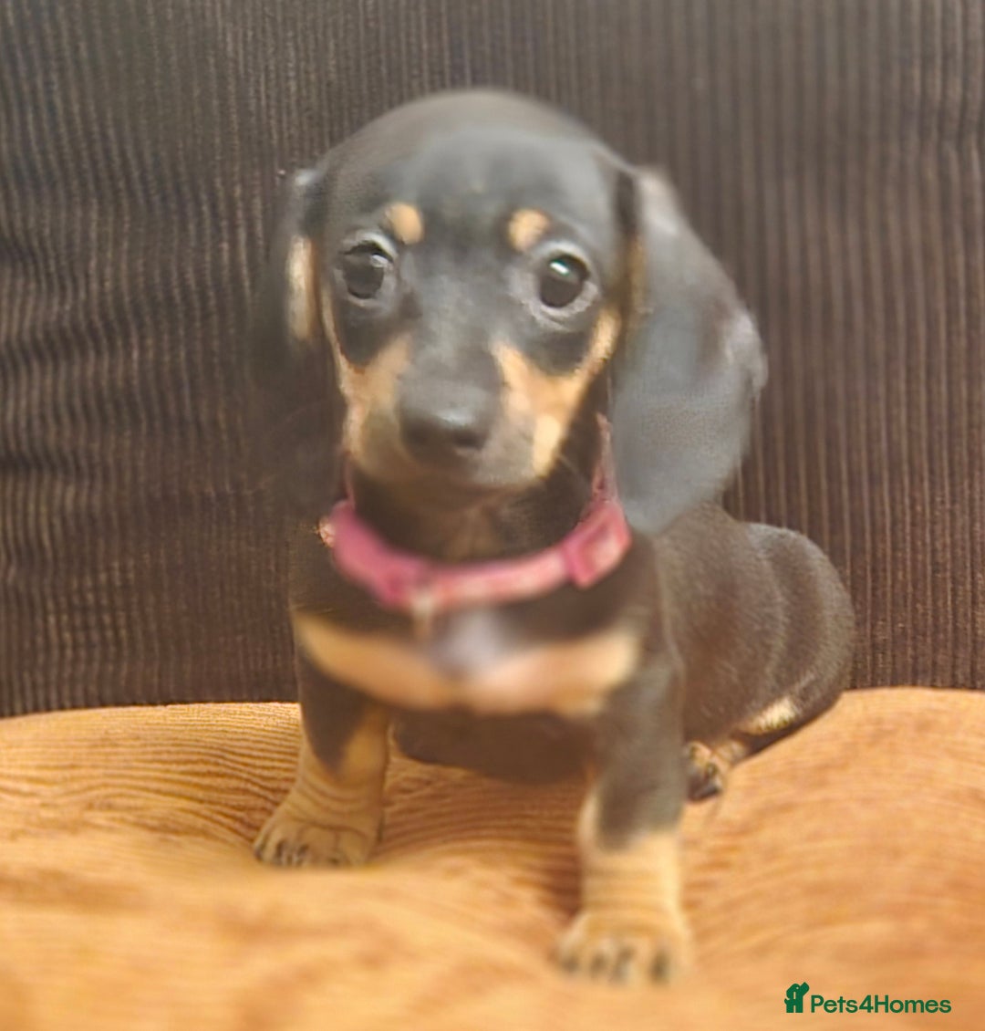 Dachshund dogs for sale: Miniature Dachshund puppies ready for forever home - Advert 11