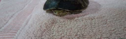 Turtle reptiles for sale: Healthy Pet Musk Turtle.Available with Full Setup. in Nottingham - Advert 3
