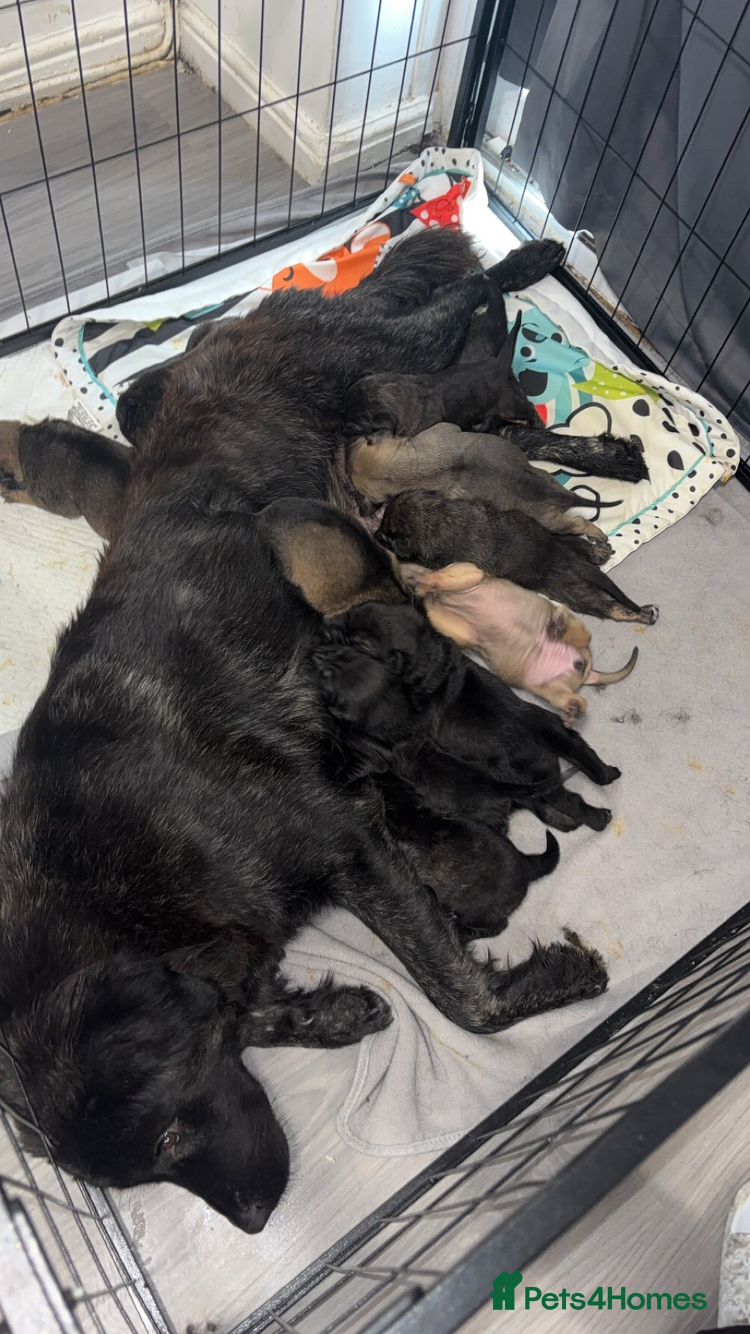 Mixed Breed dogs for sale: Shar-pei puppies  - Image 13