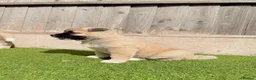 Akita dogs for sale: American Akita puppy’s for sale - Advert 20