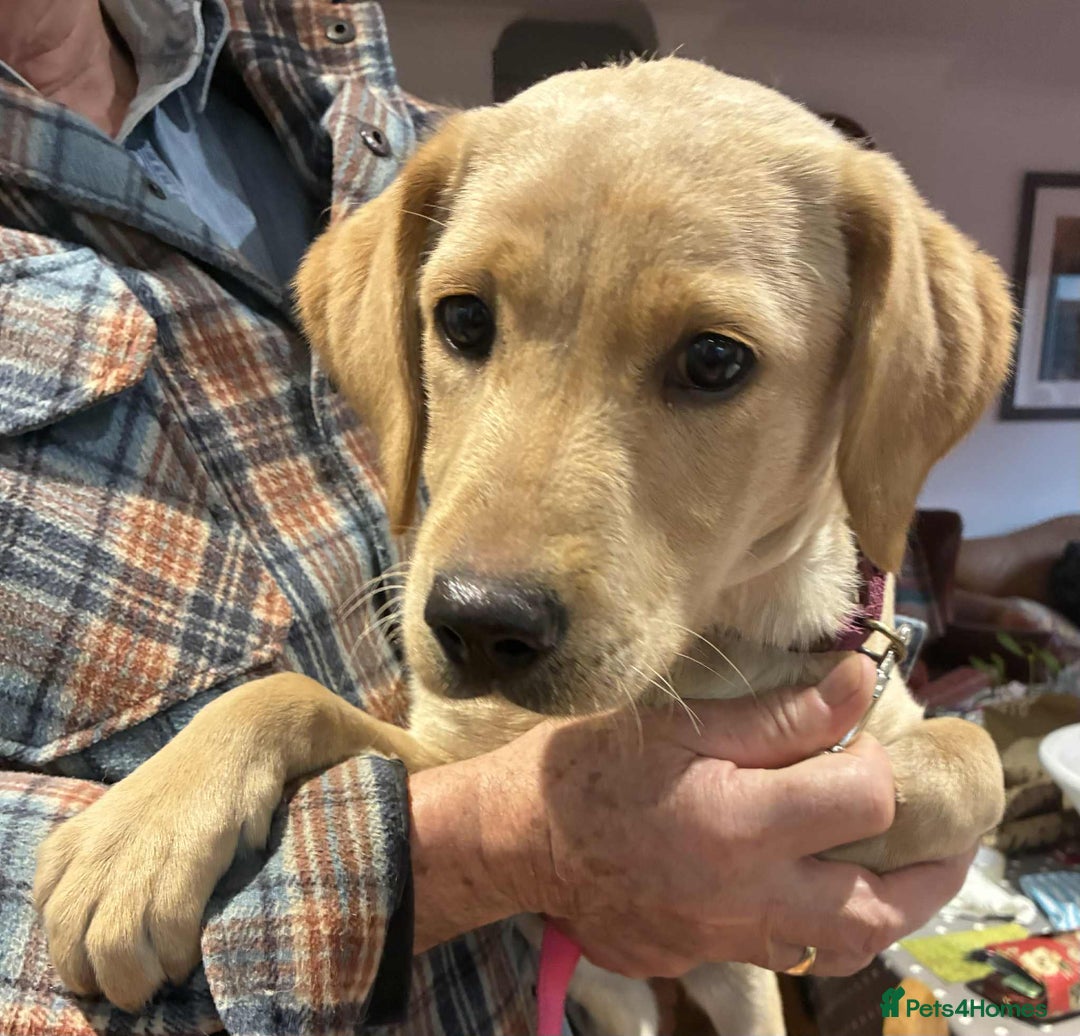 Labrador Retriever dogs for sale: Beautiful K.C registered bitch puppy - Advert 1