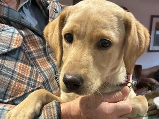 Labrador Retriever dogs Beautiful K.C registered bitch puppy - Advert 4