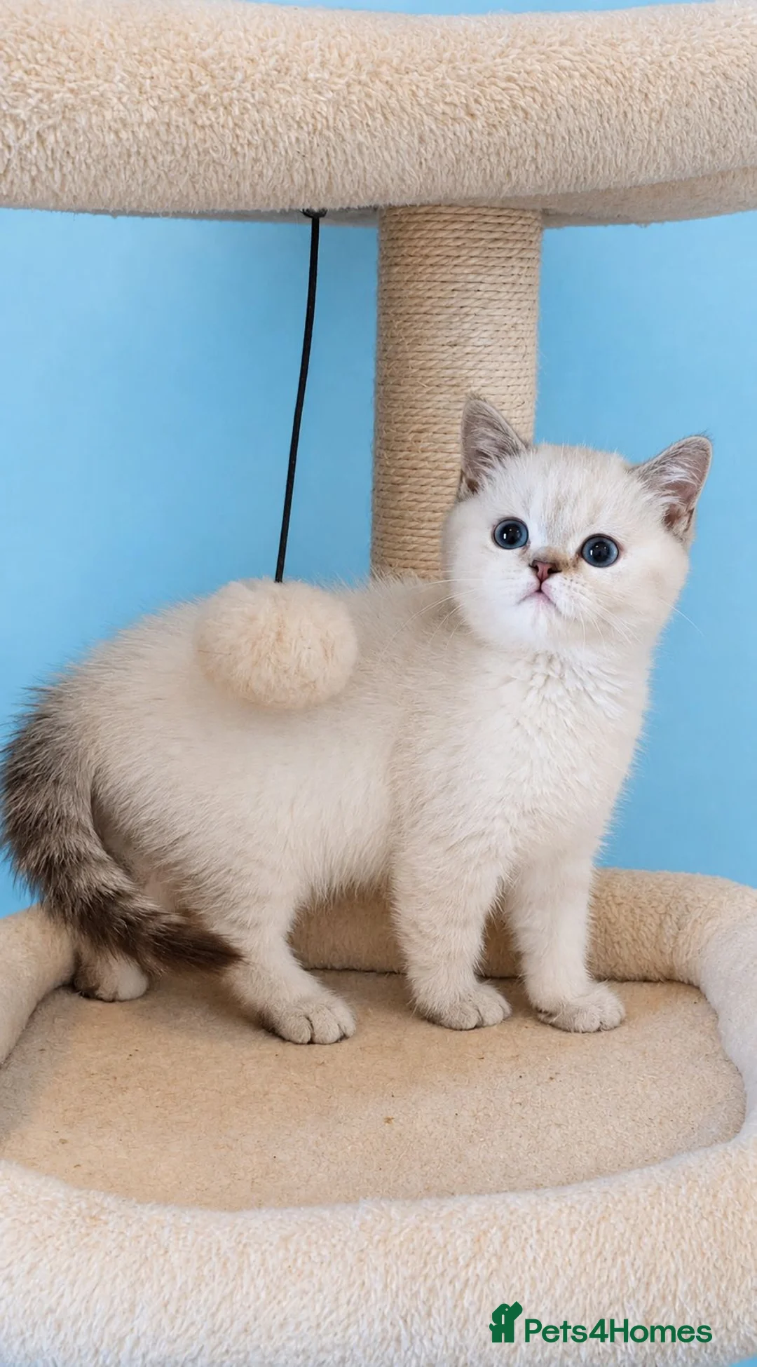 British Shorthair cats for sale: Stunning British Shorthair girl - Advert 2