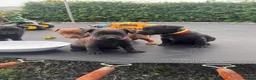 Patterdale Terrier dogs for sale: Full Patterdale  - Advert 3