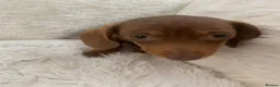 Miniature Dachshund dogs for sale: Dachshund puppies  - Advert 5