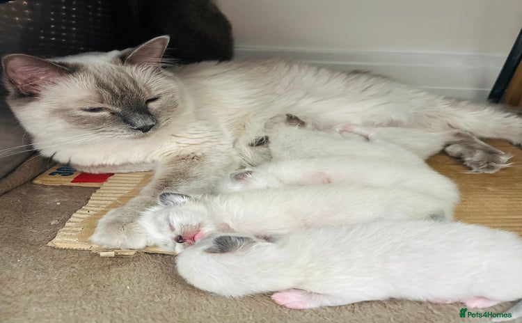 Ragdoll cats - Advert 13