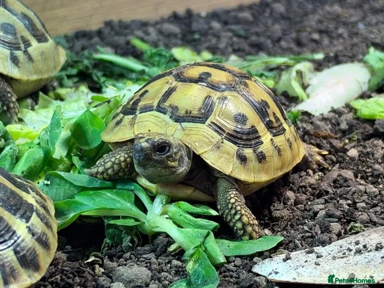 Tortoise reptiles for sale: BABY HERMANNS AND SET UPS - Advert 1