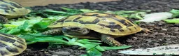 Tortoise reptiles for sale: BABY HERMANNS AND SET UPS - Advert 7