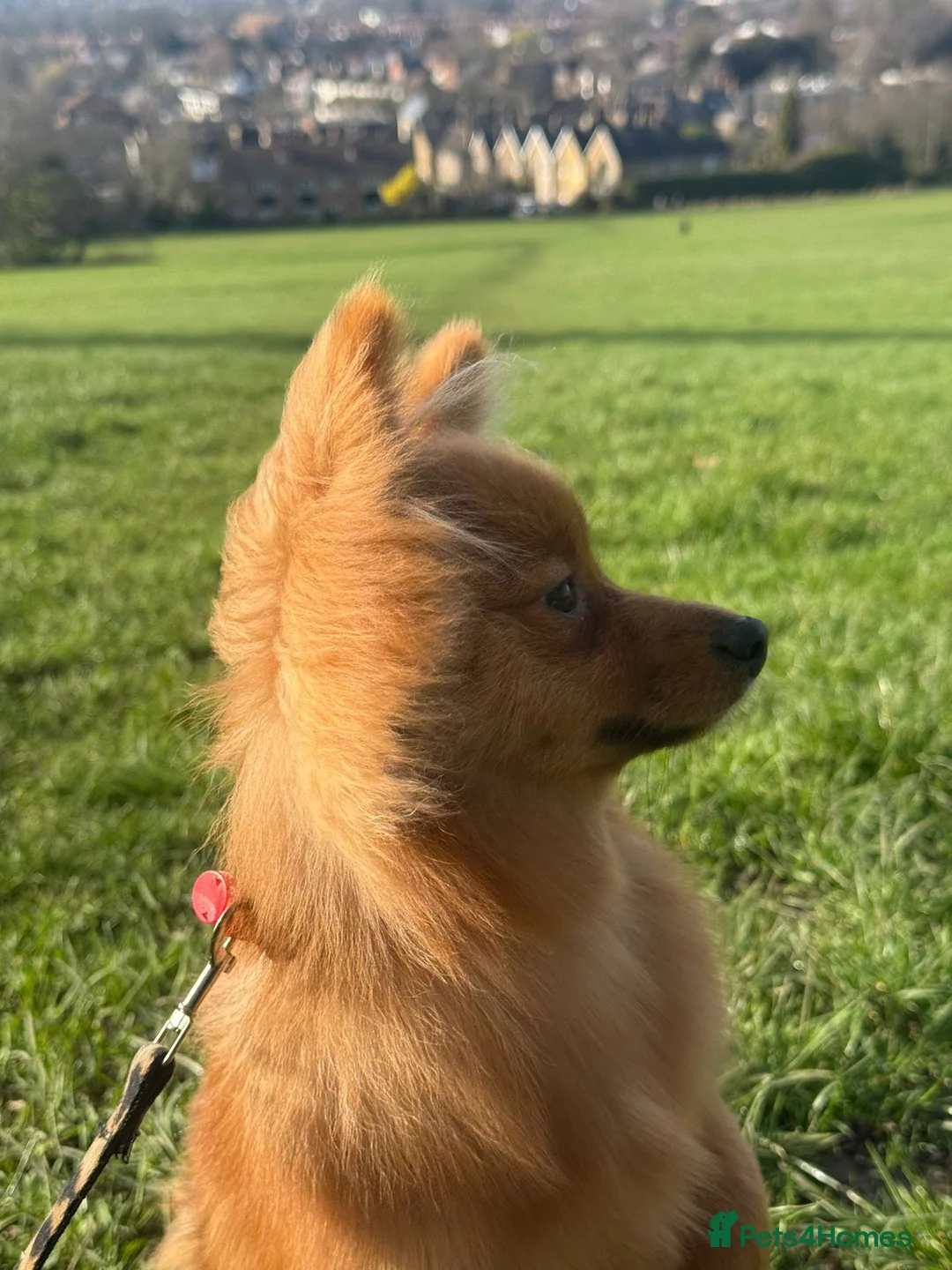 Pomeranian dogs for sale: Lulu  - Advert 2