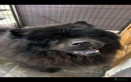 Chow Chow dogs for sale: CHOW CHOW REHOME - Image 1