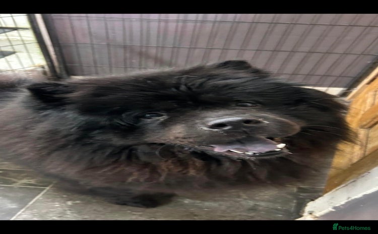 Chow Chow dogs - Advert 1