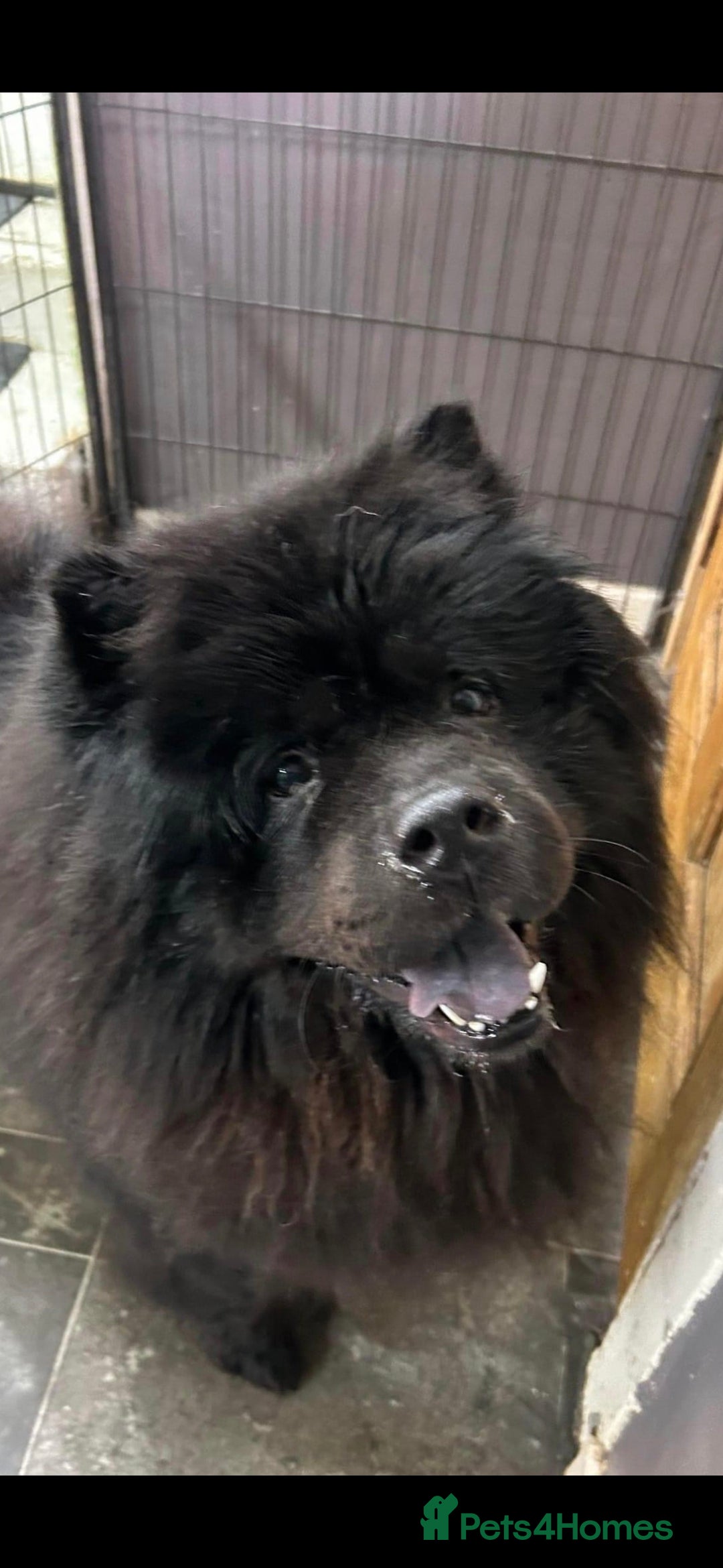 Chow Chow dogs for sale: CHOW CHOW REHOME - Image 1