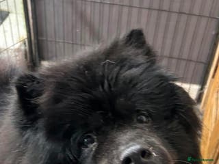 Chow Chow dogs CHOW CHOW REHOME - Advert 4