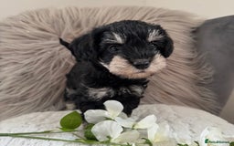 Mixed Breed dogs for sale: Very Rare colour Schnoodle puppies 💖🐶💙🐶 in Ashford - Image 4