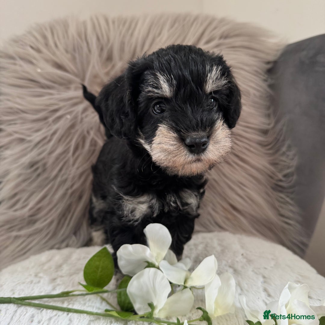Mixed Breed dogs for sale: Very Rare colour Schnoodle puppies 💖🐶💙🐶 in Ashford - Image 4