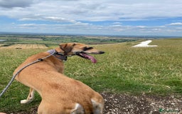 Mixed Breed dogs for sale: Beautiful saluki x greyhound for adoption - Image 22