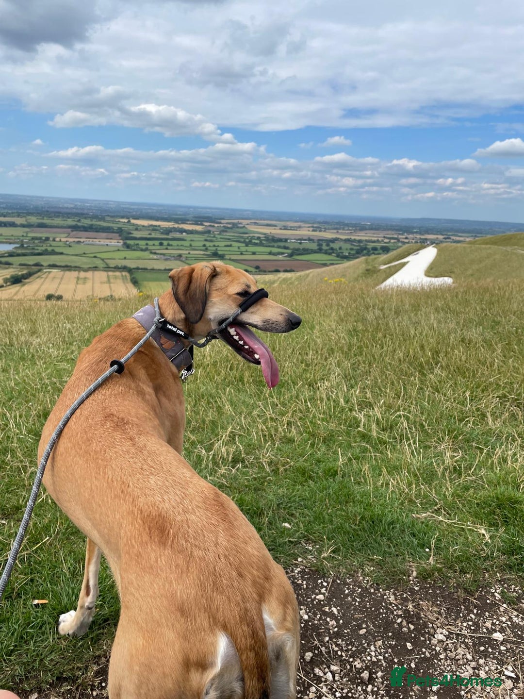 Mixed Breed dogs for sale: Beautiful saluki x greyhound for adoption - Image 22