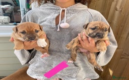 Mixed Breed dogs for sale: Gorgeous Presa X Doberman only 7/10 remaining!! - Image 7