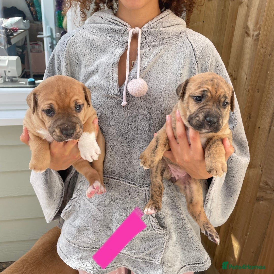 Mixed Breed dogs for sale: Gorgeous Presa X Doberman only 7/10 remaining!! - Image 7