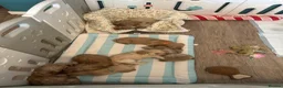 Cockapoo dogs for sale: Stunning litter of F1 cockapoo puppies  in Gravesend - Advert 13