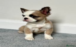 French Bulldog dogs for sale: Fluffy Husky Boy Carrying Pink - Image 5