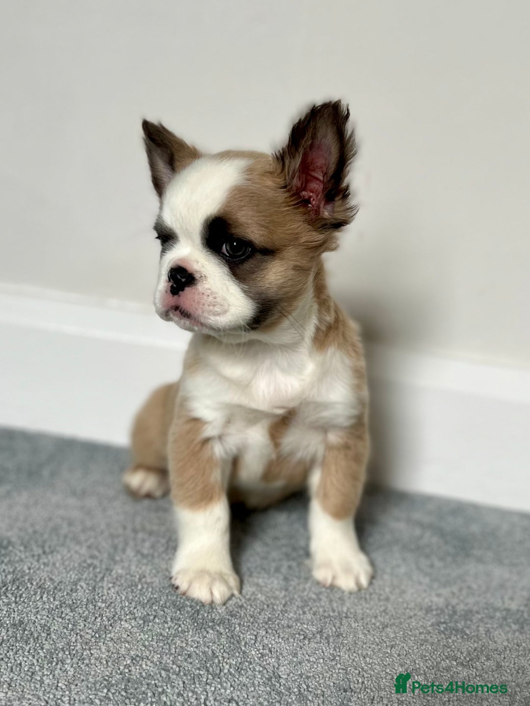 French Bulldog dogs for sale: Fluffy Husky Boy Carrying Pink - Image 5