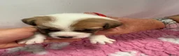 Mixed Breed dogs for sale: BORDER COLLIE and STAFF CROSS PUPPIES in Tadcaster - Advert 2