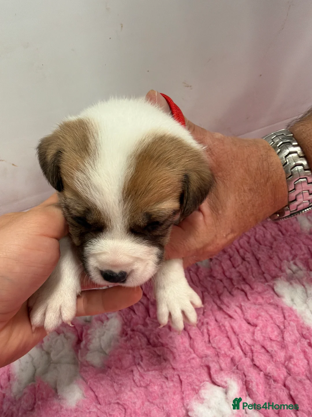Mixed Breed dogs for sale: BORDER COLLIE and STAFF CROSS PUPPIES in Tadcaster - Advert 2