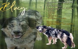 Border Collie dogs for stud: Health tested & Proven Blue Merle Border collie  in Wolverhampton - Image 1