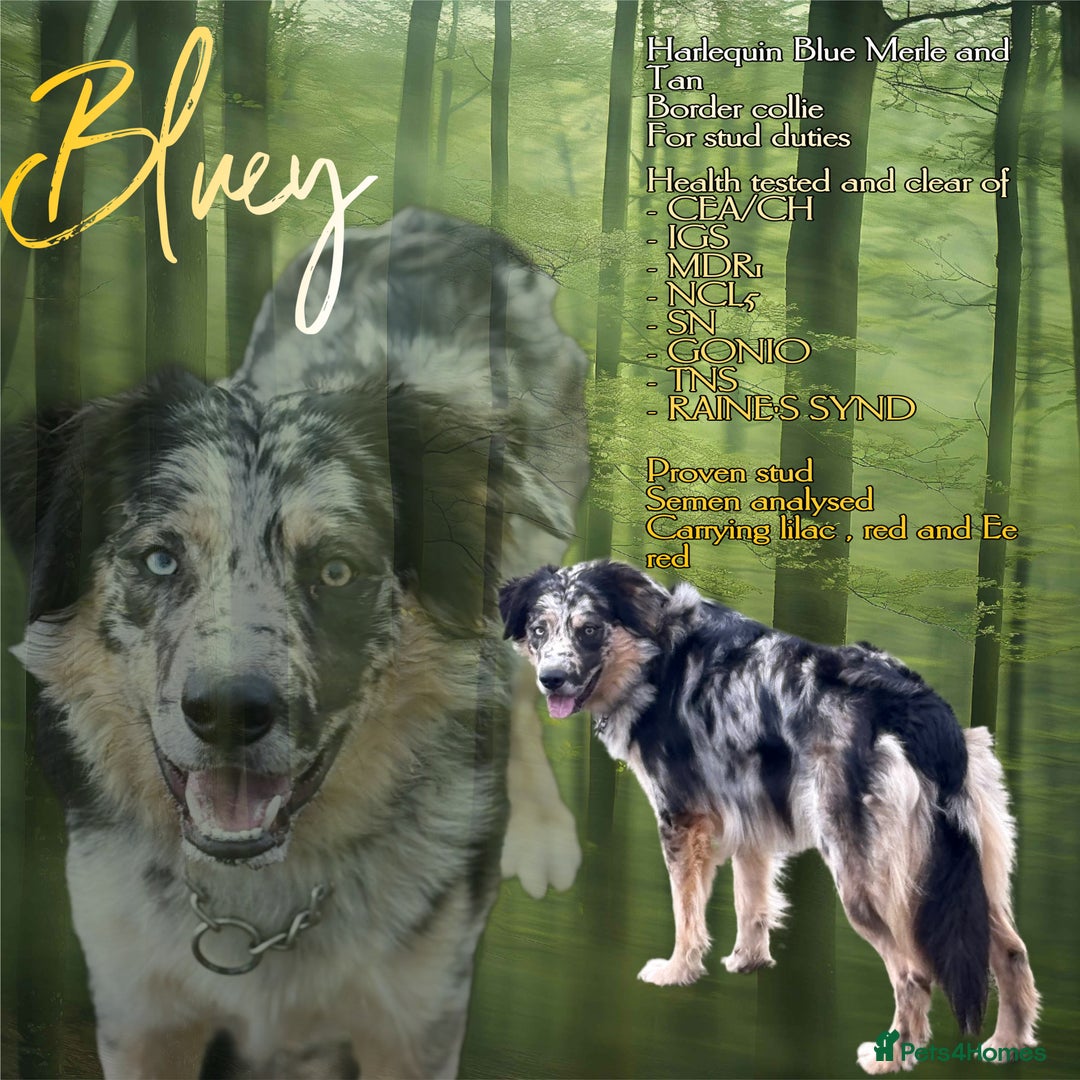 Border Collie dogs for stud: Health tested & Proven Blue Merle Border collie  in Wolverhampton - Image 1