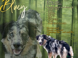 Border Collie dogs in Wolverhampton - Advert 4
