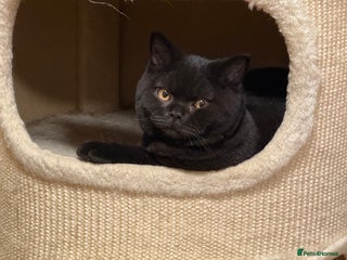 British Shorthair cats Chunky British Shorthair Kittens Ready to go - Advert 5